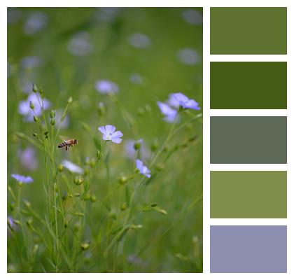 Mean Leash Flax Flower Image